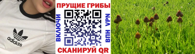 Псилоцибиновые грибы GOLDEN TEACHER  кракен как зайти  Жуков 